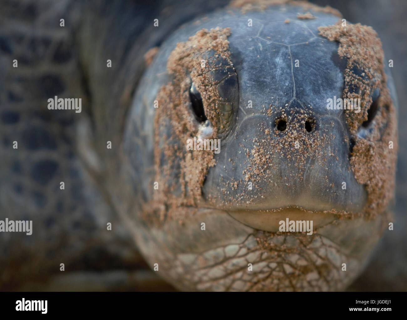 ascension island Stock Photo