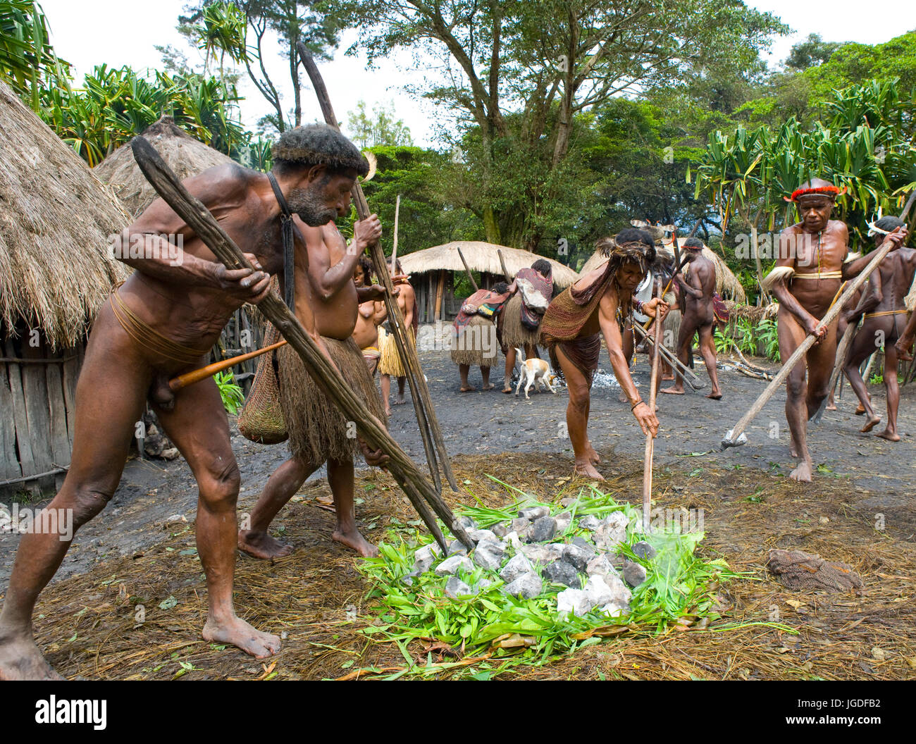 DANI VILLAGE, WAMENA, IRIAN JAYA, NEW GUINEA, INDONESIA – 25 JULY 2009: Men Dani tribe in the village are the hot stones for cooking meat. Stock Photo