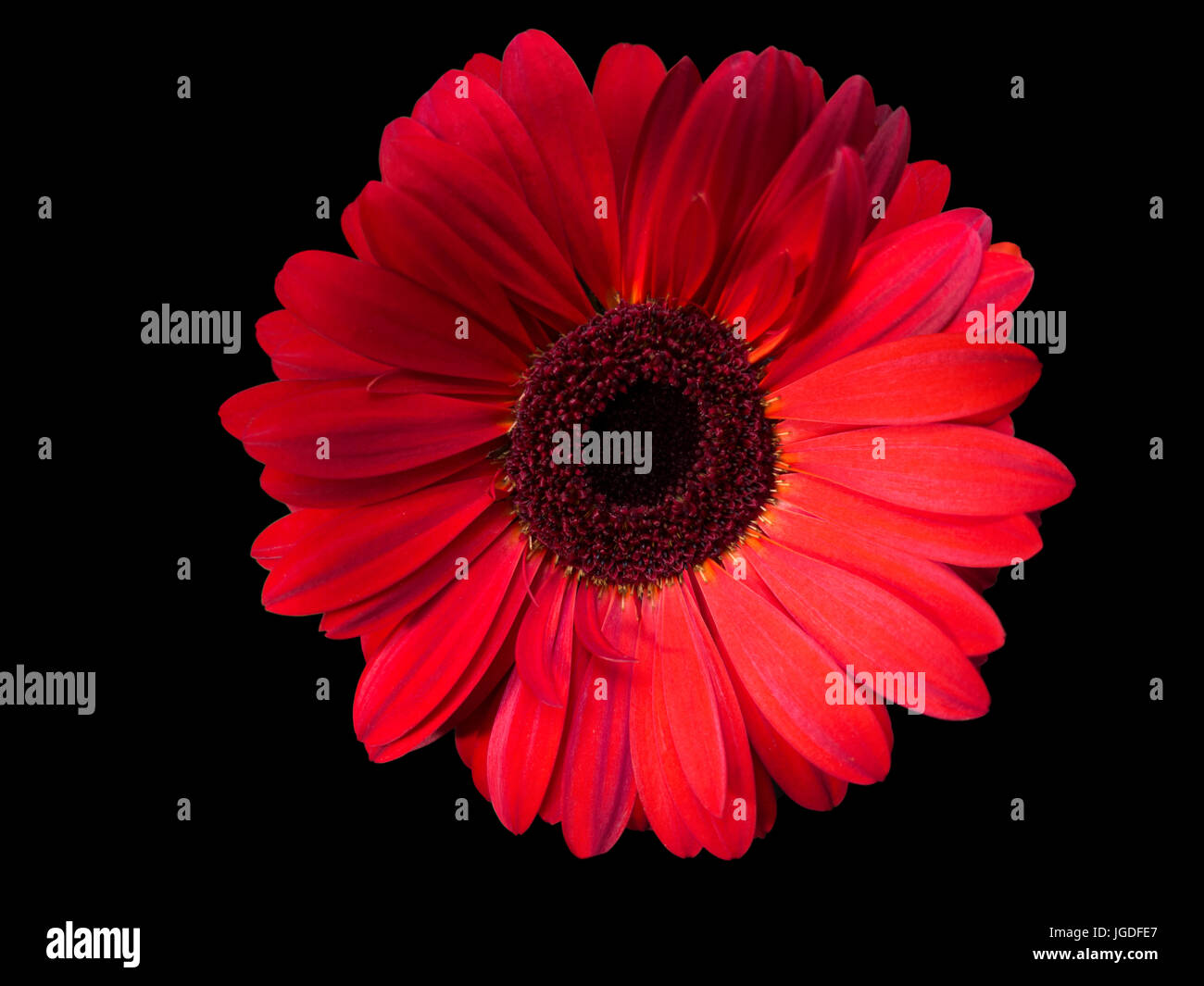 red flower on black background Stock Photo