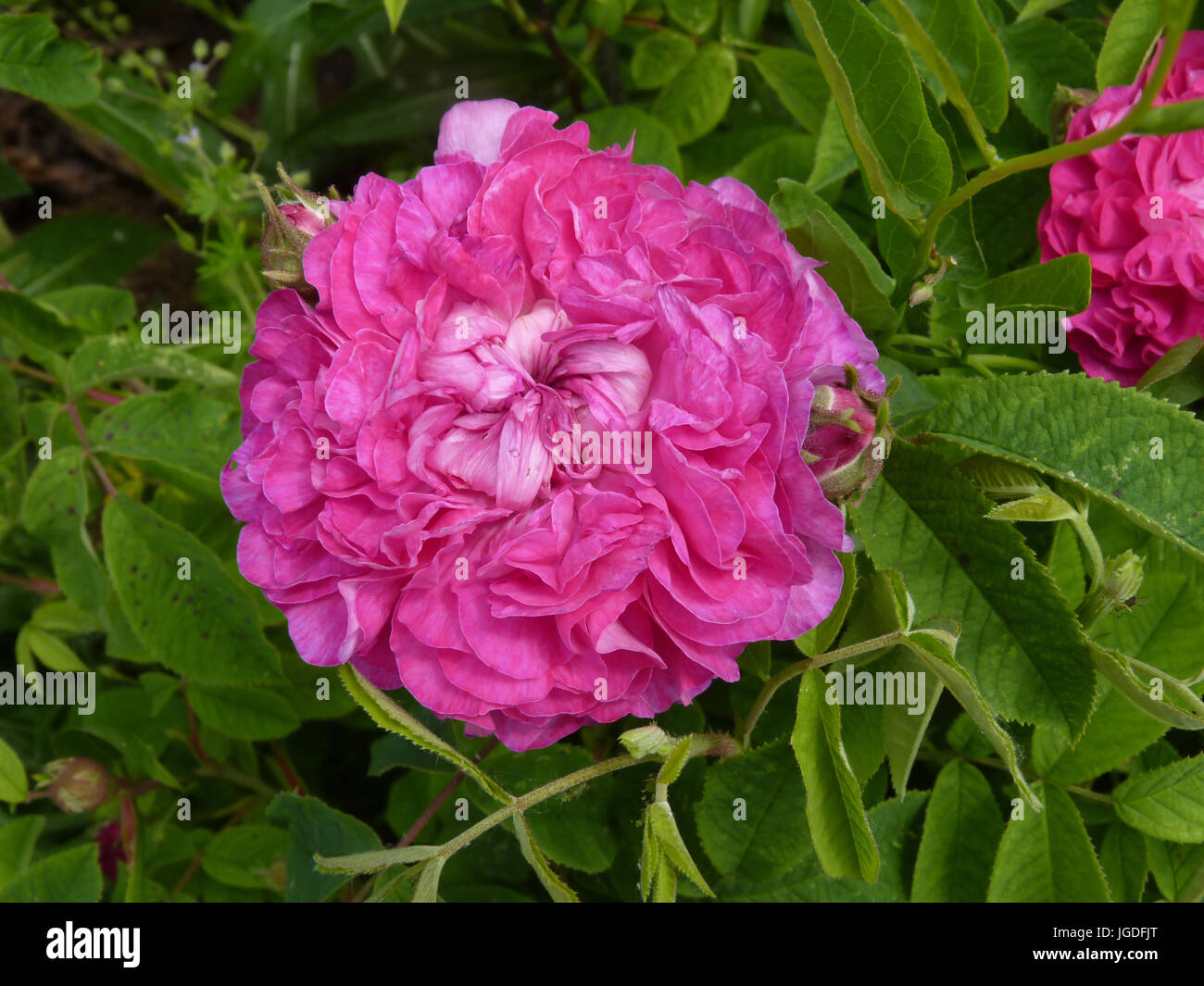 Pink rose flower in full bloom in garden or park Stock Photo