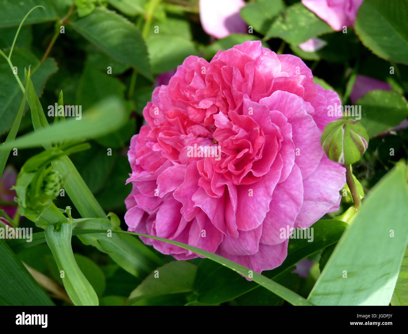 Pink rose flower in full bloom in garden or park Stock Photo
