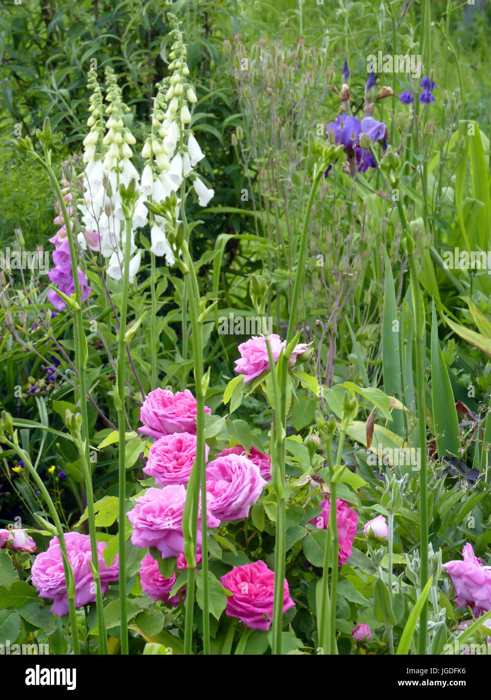 Flower garden with pink roses,iris and foxgloves Stock Photo