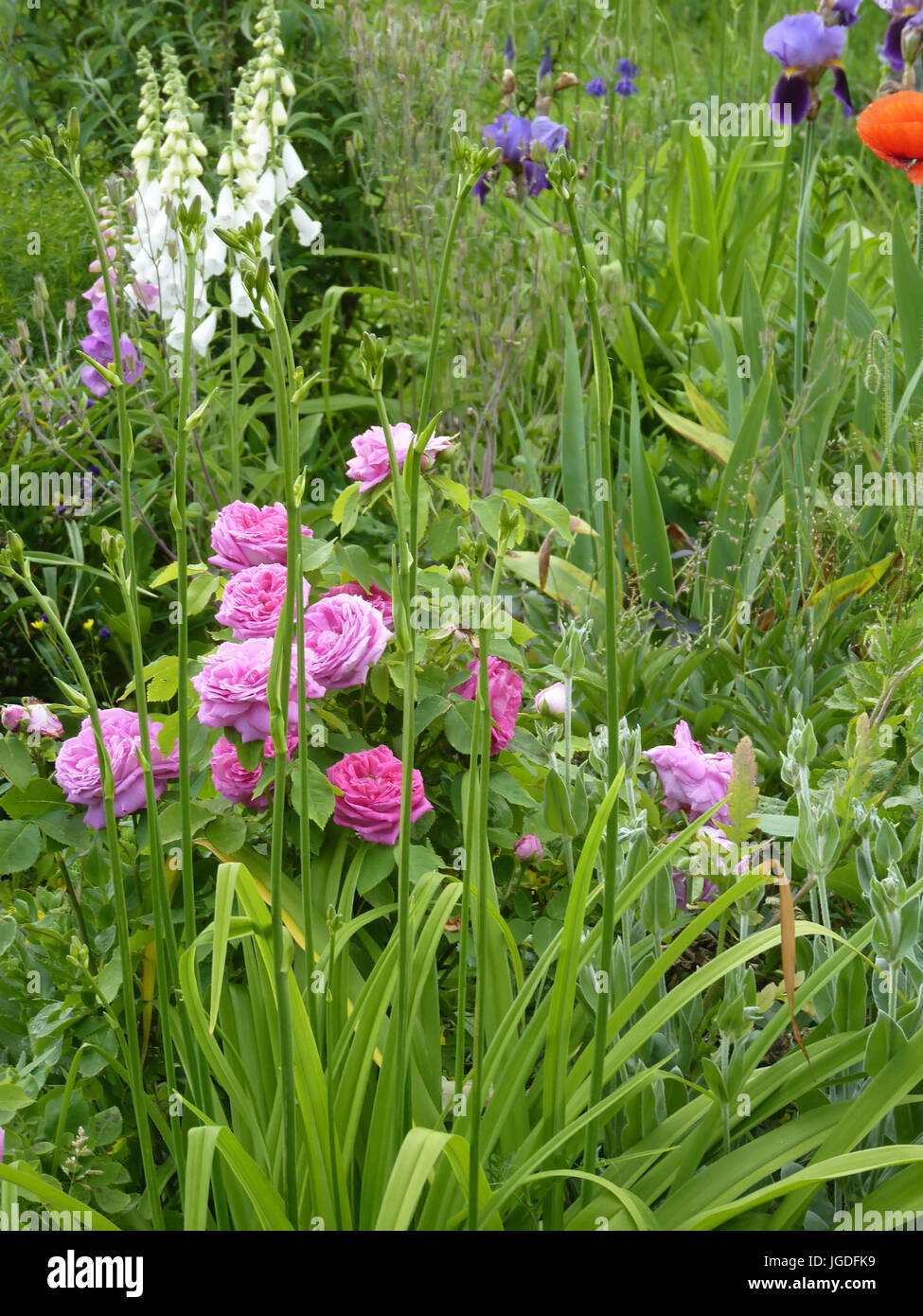 Flower garden with pink roses, iris and foxgloves Stock Photo