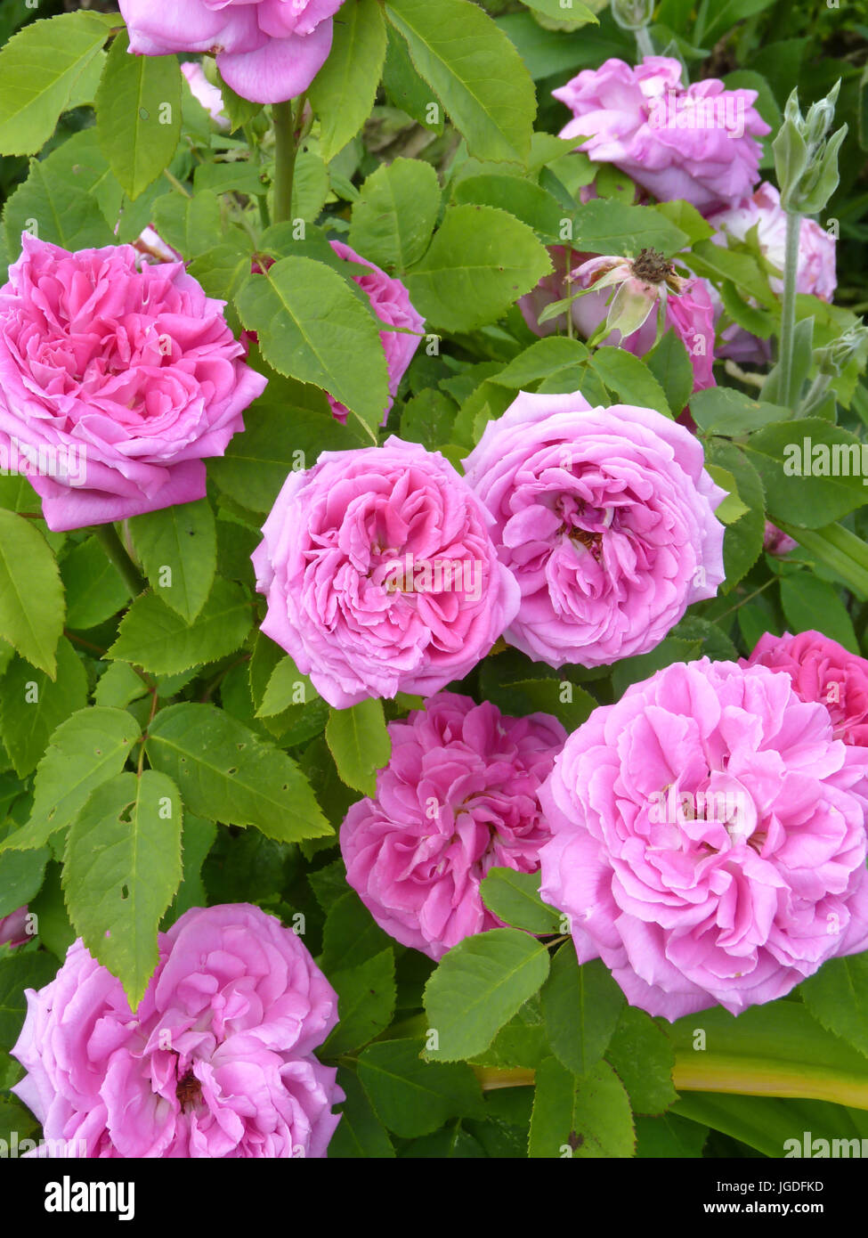 Pink rose flowers in full bloom in garden or park Stock Photo
