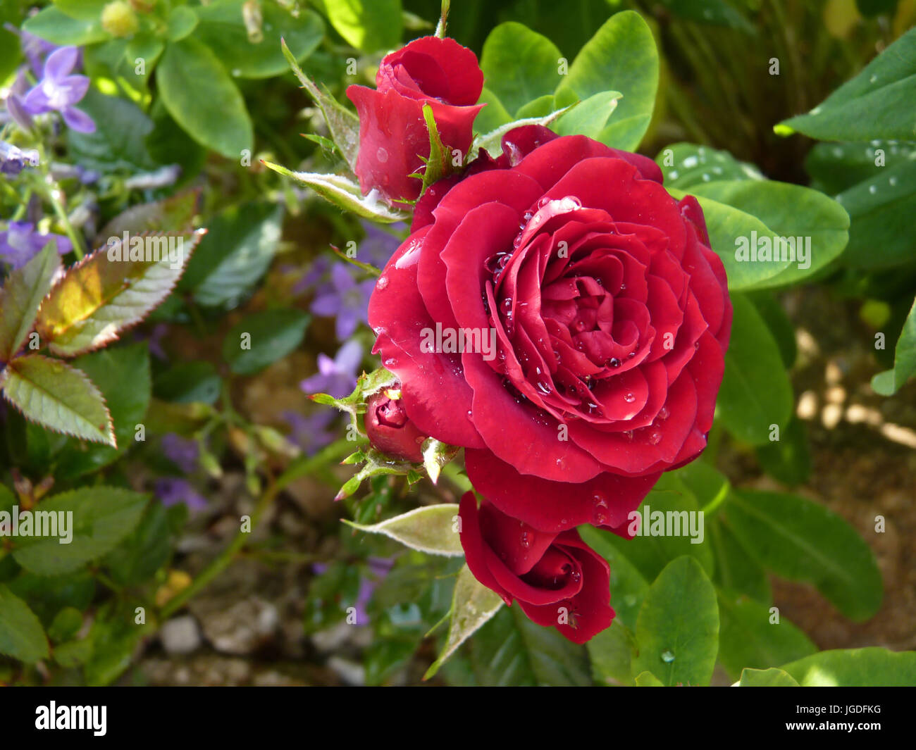 Red rose flower in full bloom in garden or park covered by water drops Stock Photo