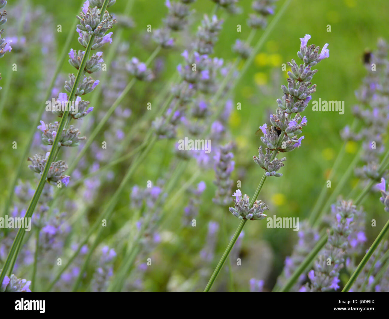 Purple lavender bed  in garden or park with flying bumblebee in background Stock Photo