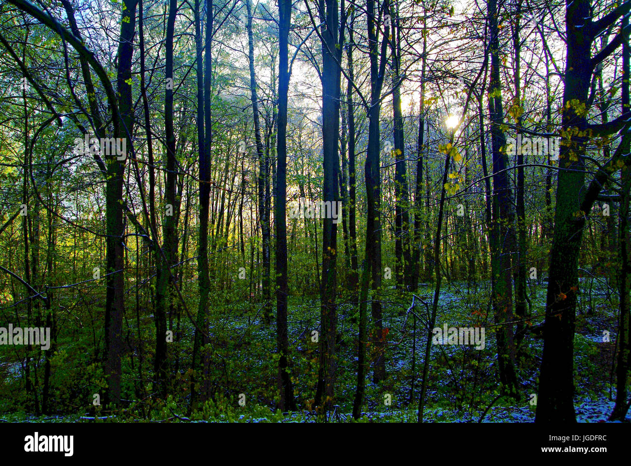 the snow that fell in the spring in Moscow, Russia Stock Photo - Alamy
