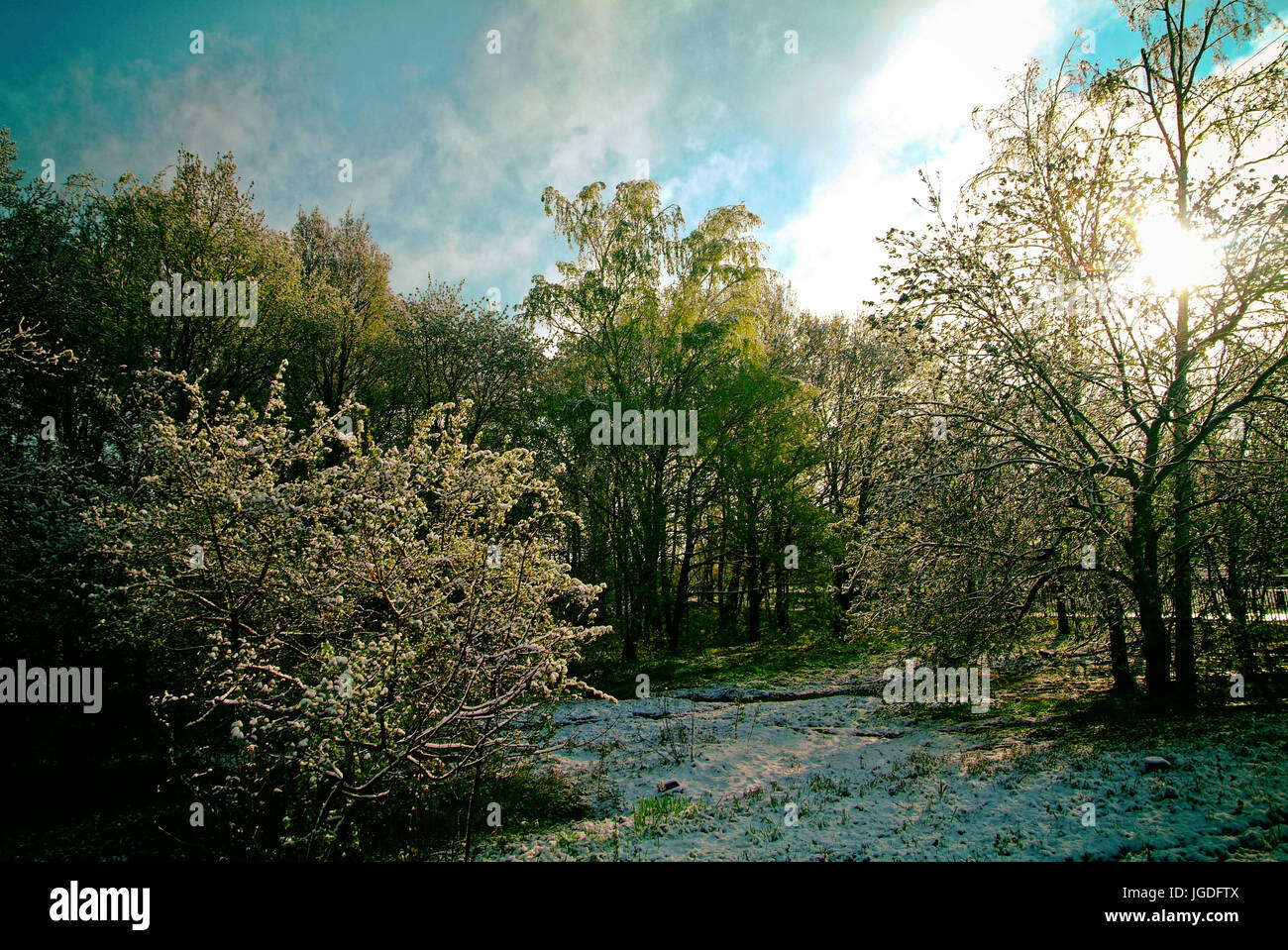 the snow that fell in the spring in Moscow, Russia Stock Photo - Alamy