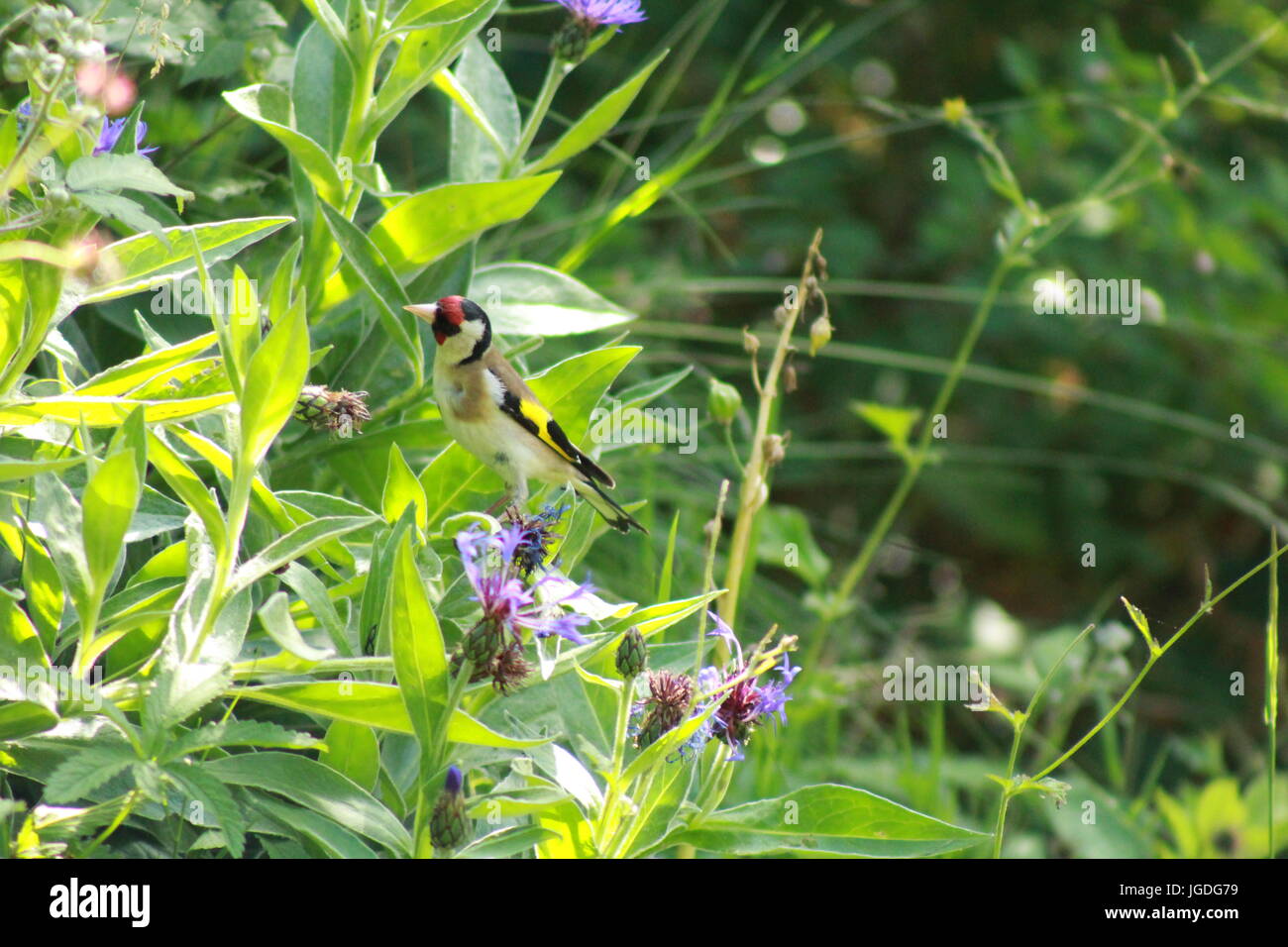 Goldfinch perched amongst the flowers Stock Photo
