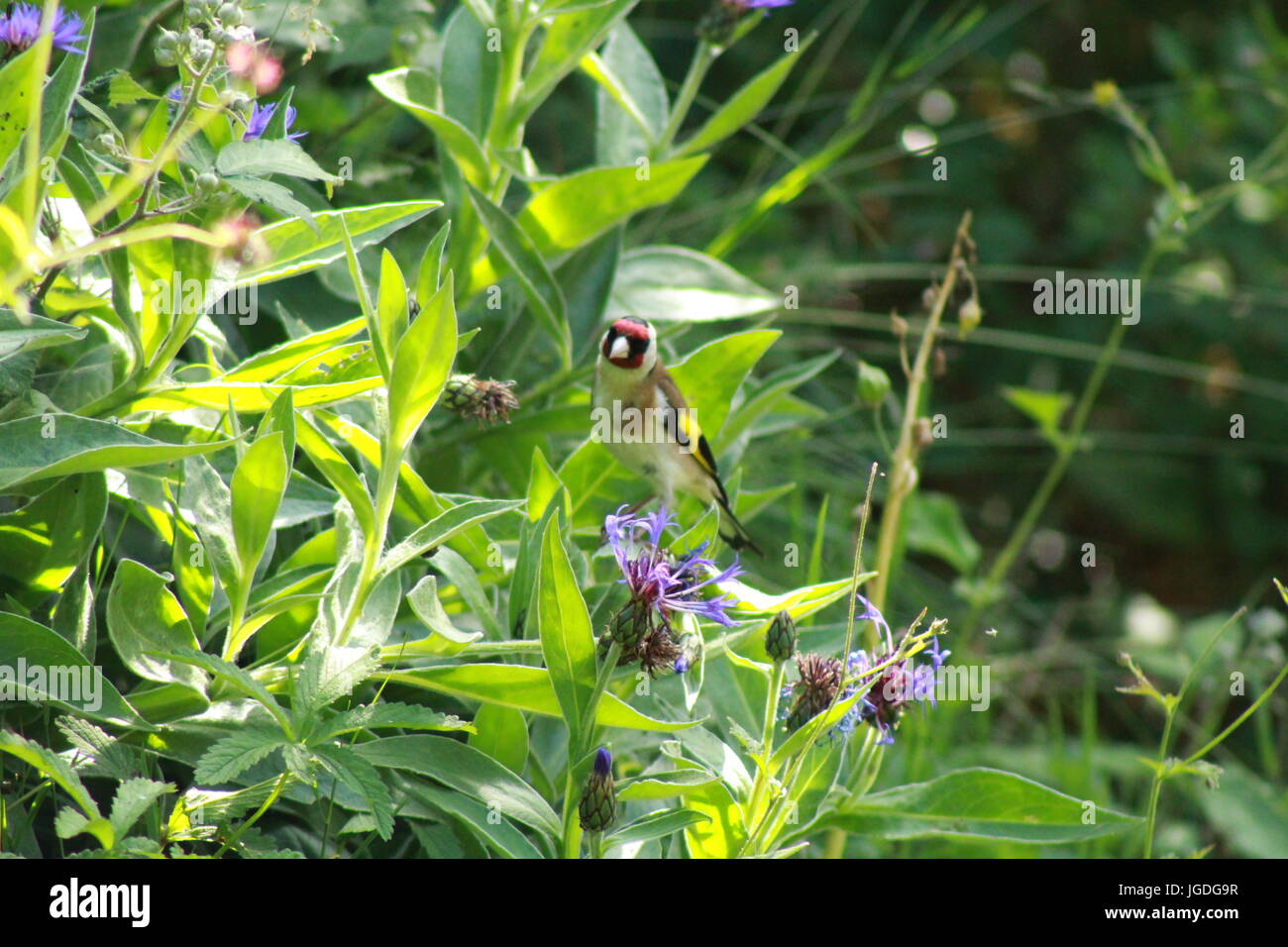 Goldfinch amongst the flowers Stock Photo