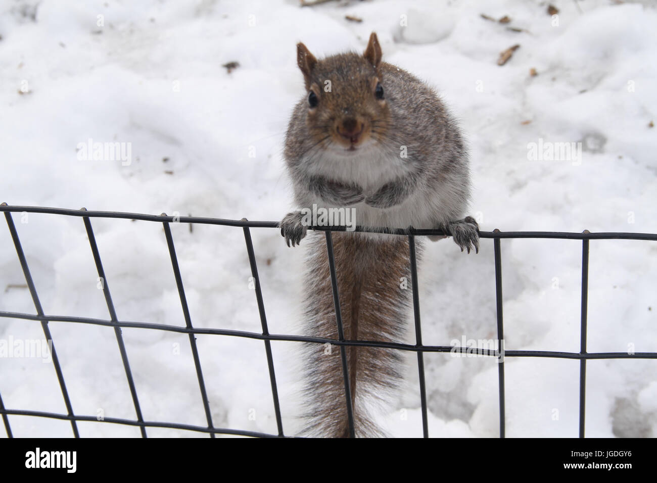 Squirrel, Madison Square Park, Fifth Avenue at 23rd st, New York, United States Stock Photo