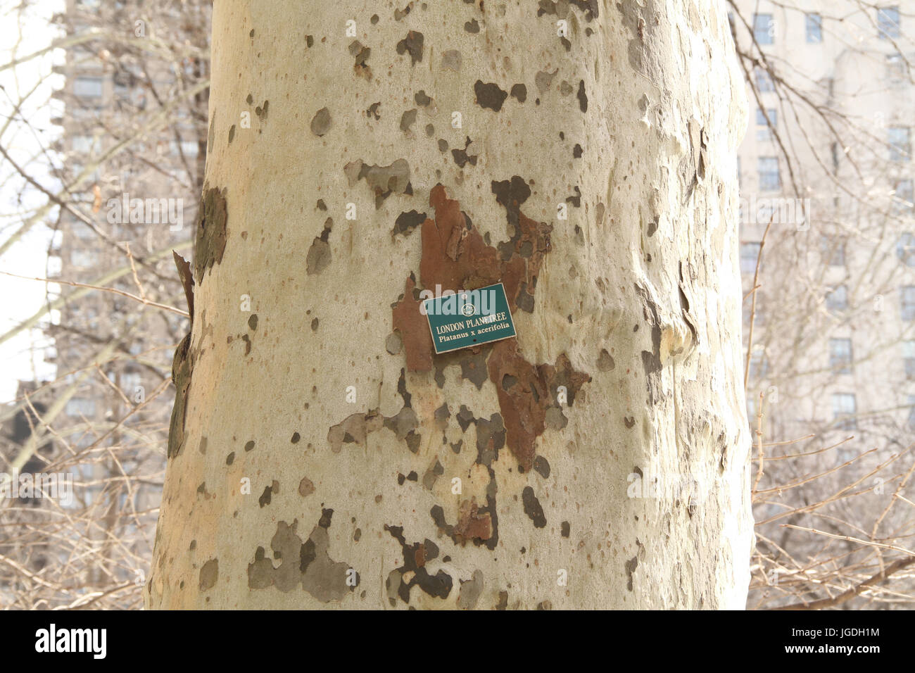 Platanus acerifolia tree detail, Madison Square Park, Fifth Avenue at 23rd st, New York, United States Stock Photo