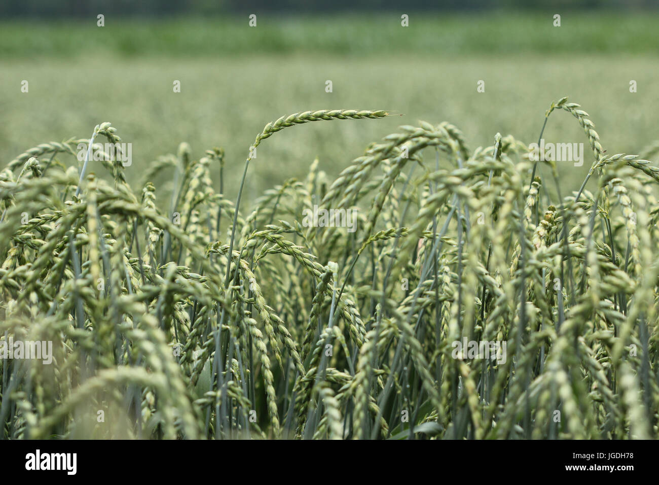 field of corn, spelt, crop Stock Photo