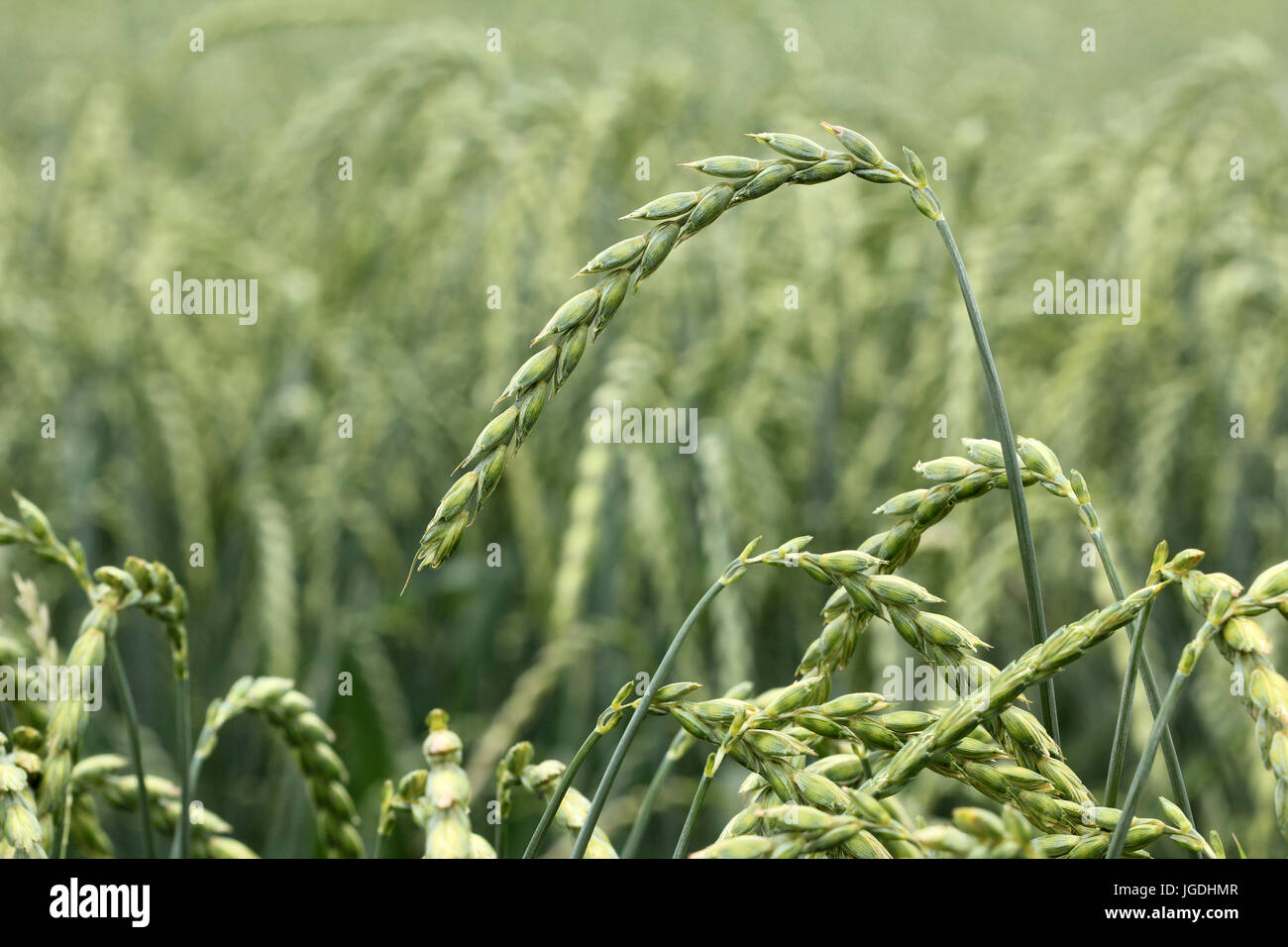field of corn, spelt, crop Stock Photo