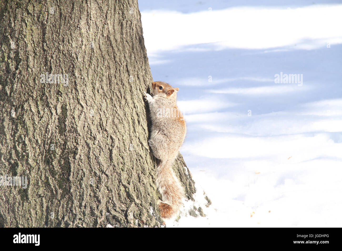 Squirrel, Central Park, New York, United States Stock Photo