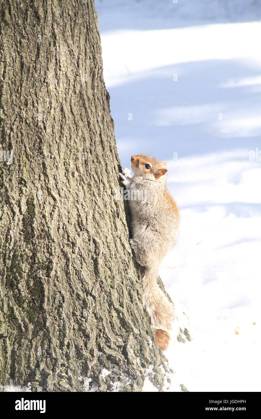 Squirrel, Central Park, New York, United States Stock Photo