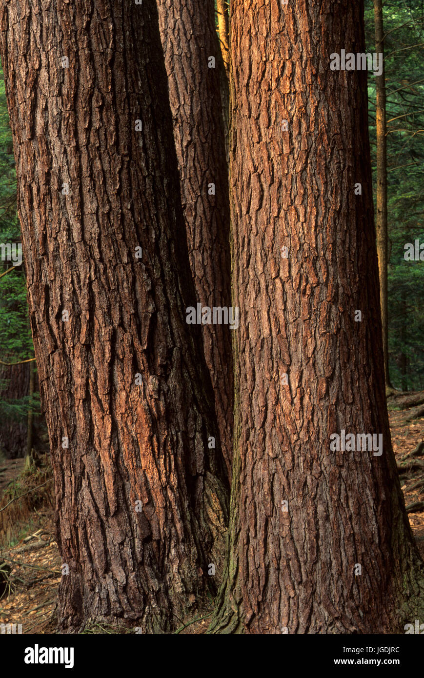 Ancient forest, Cook Forest State Park, Pennsylvania Stock Photo
