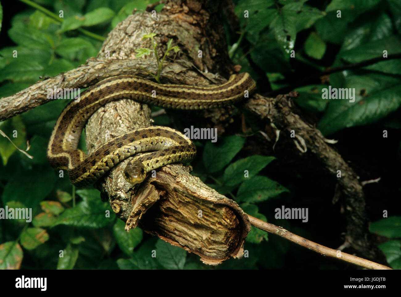 Garter snake, Mill Grove Sanctuary, Pennsylvania Stock Photo