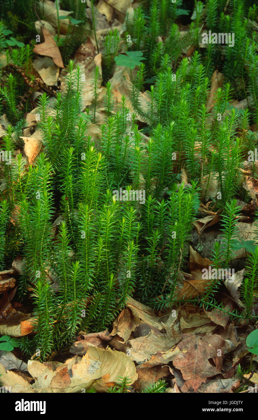 Club moss, Sizerville State Park, Pennsylvania Stock Photo