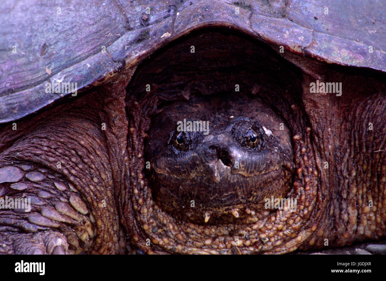Face of snapping turtle hires stock photography and images Alamy