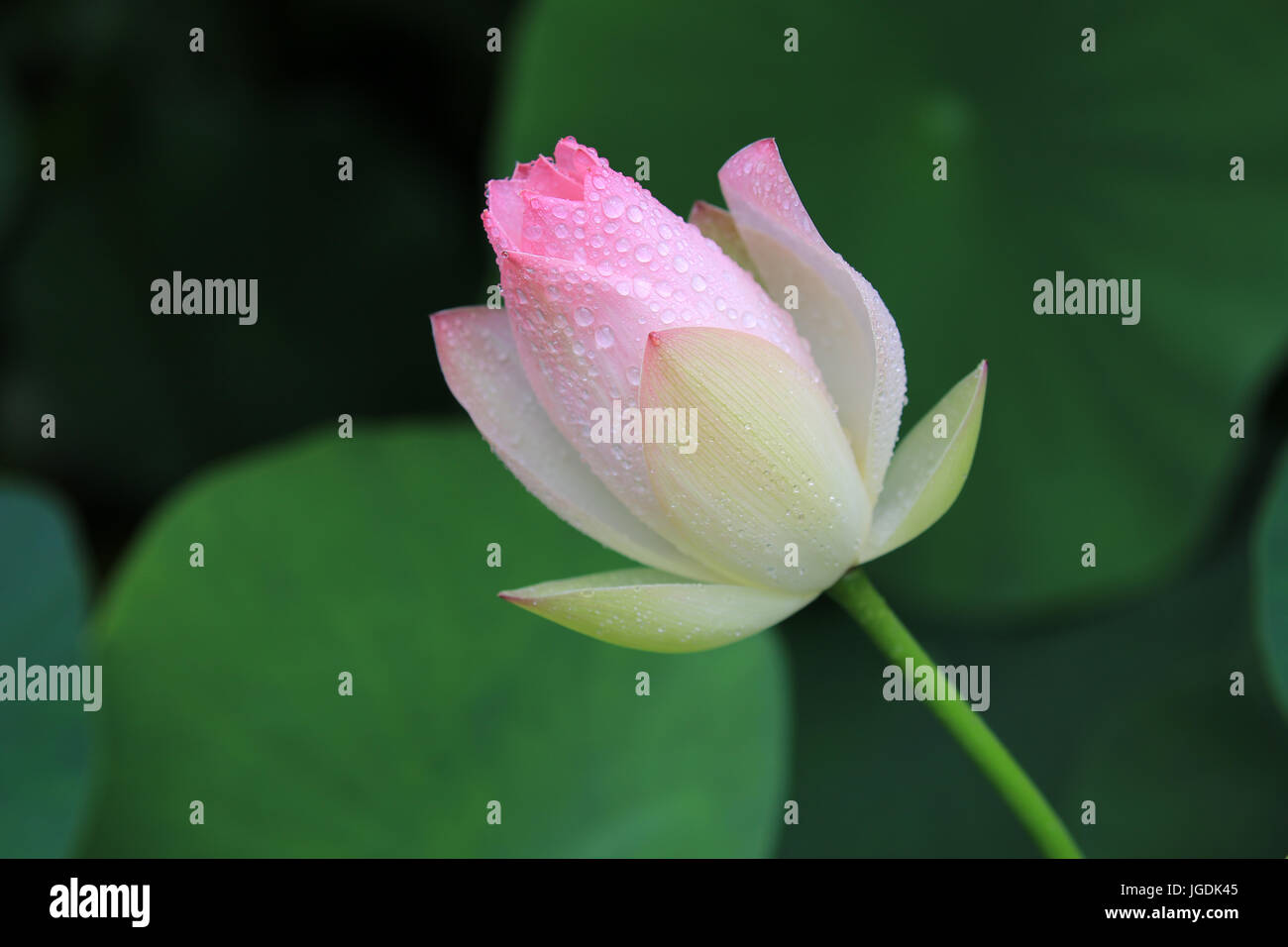Pink lotus flower, Hawaii Stock Photo Alamy