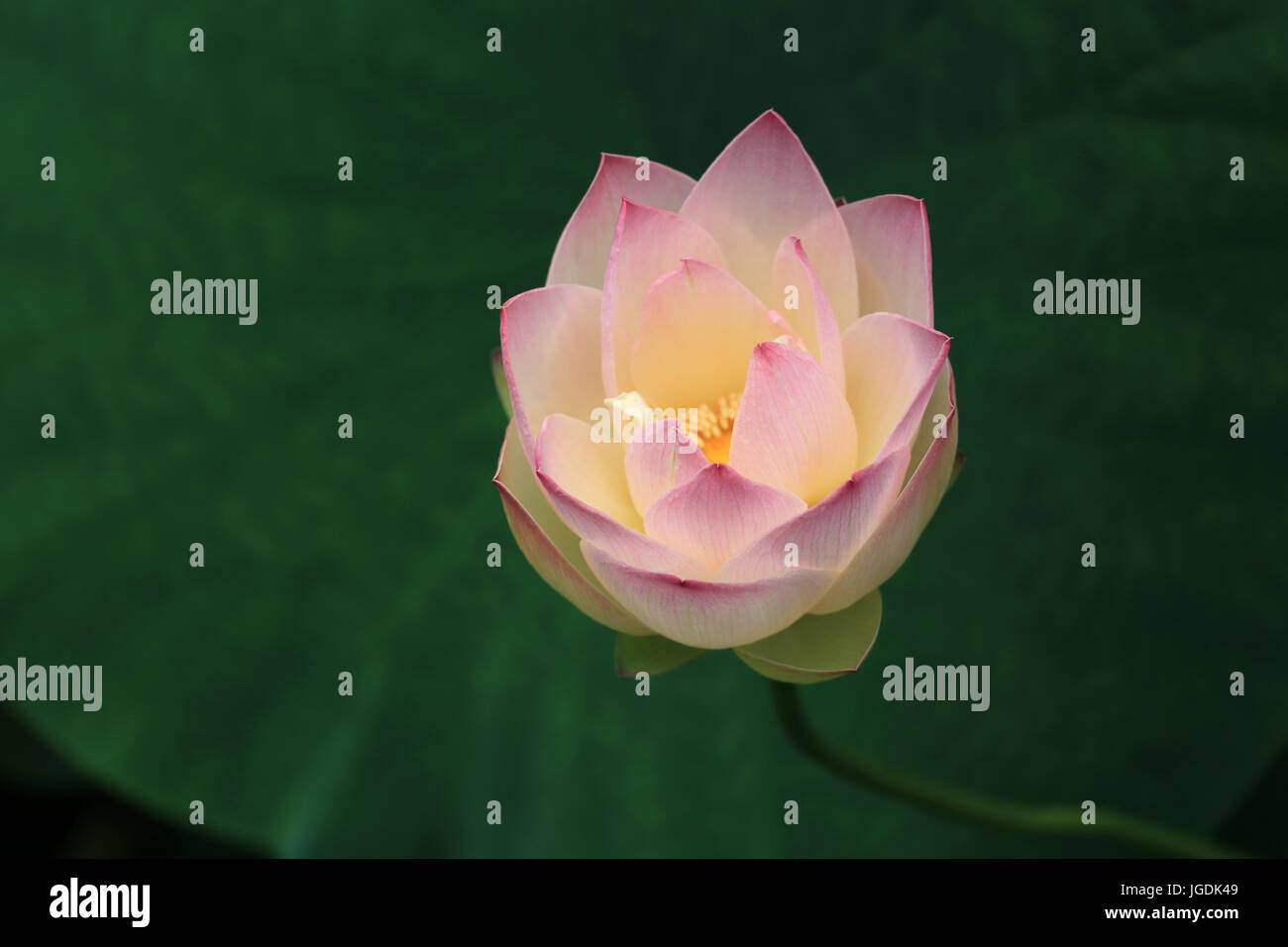Pink lotus flower, Hawaii Stock Photo Alamy