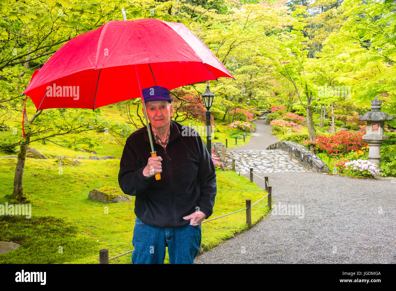 Senior Male with Red Umbrella in Rain in Japanese Garden in Spring Stock Photo