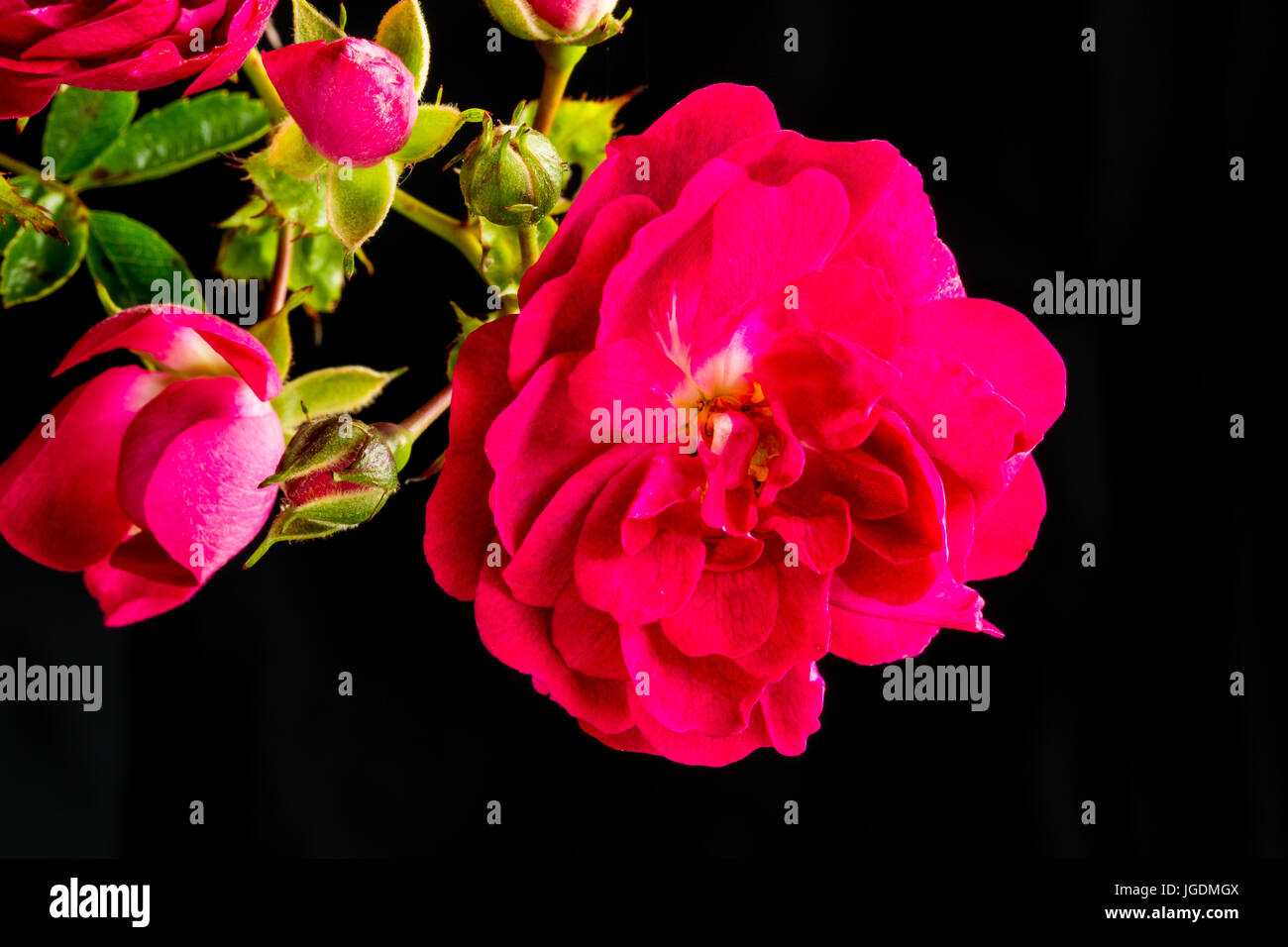 Rose cluster hires stock photography and images Alamy