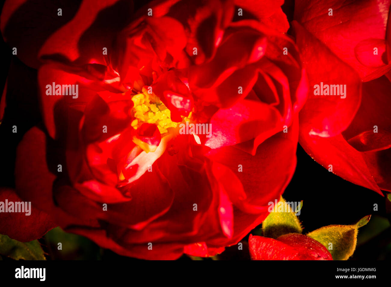 Macro shot of Red Rose Stock Photo - Alamy