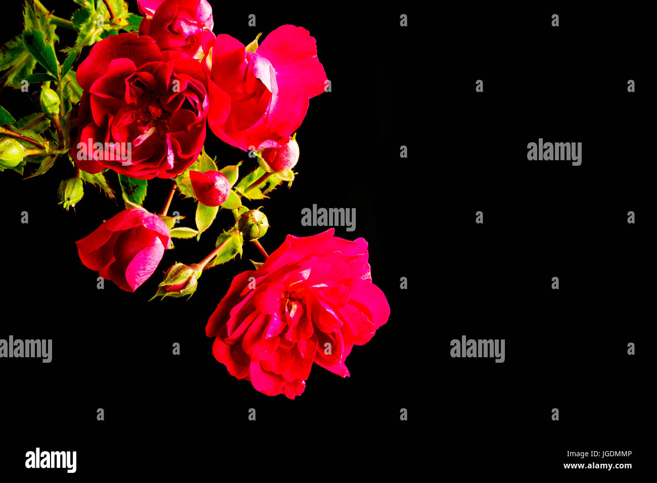 Rose cluster hires stock photography and images Alamy
