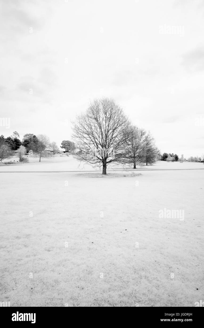 trees in infrared Stock Photo - Alamy