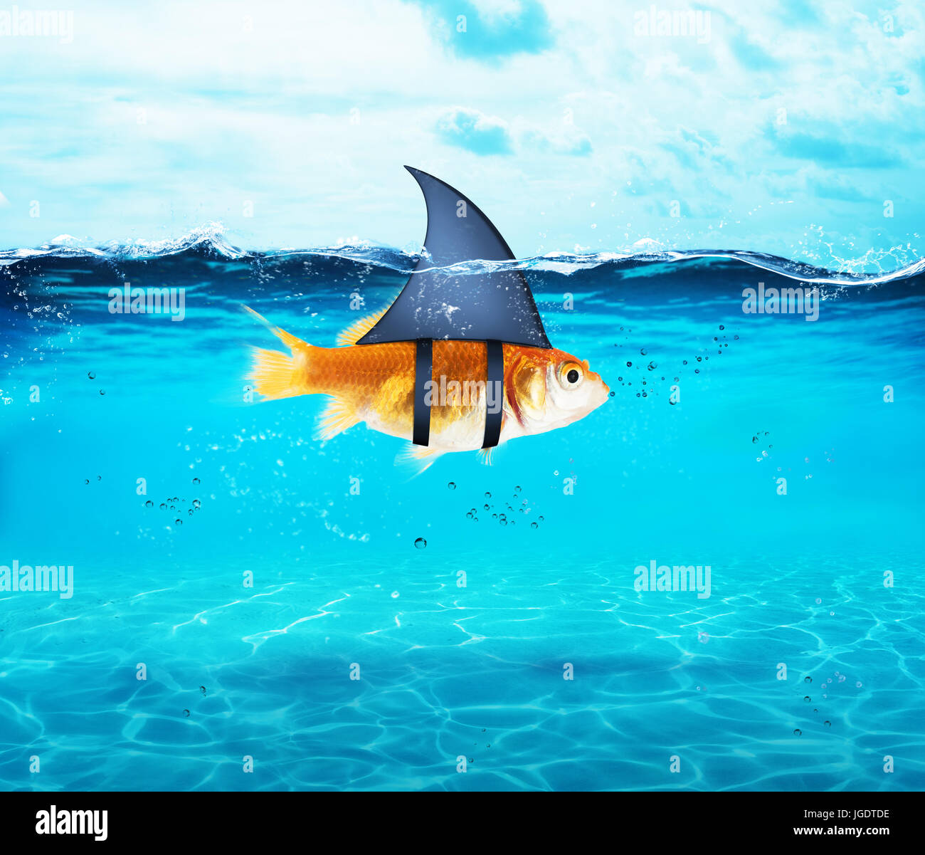 Goldfish acting as shark to terrorize the enemies. Concept of competition and bravery Stock Photo
