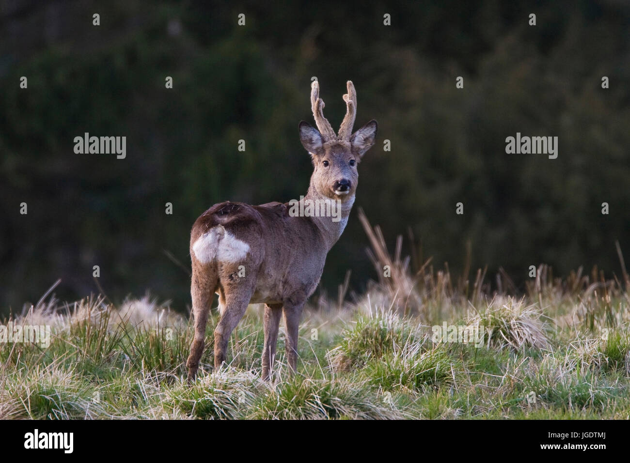 Im Bast High Resolution Stock Photography and Images - Alamy