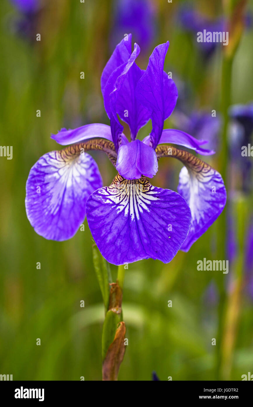 Siberian iris, iris sibirica, Sibirische Schwertlilie (Iris sibirica) Stock Photo