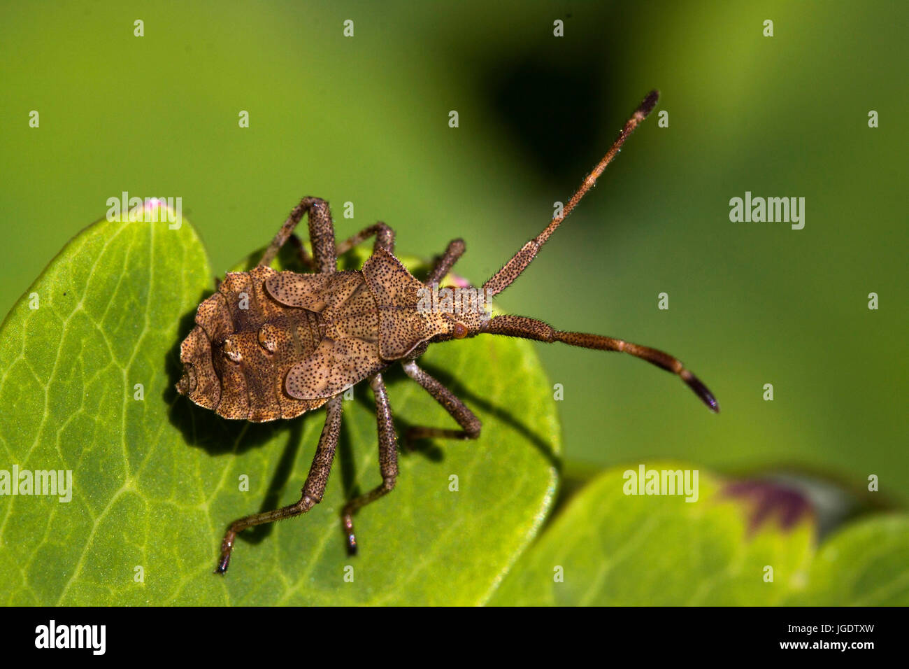 Squash bug, Coreus marginatus, Lederwanze (Coreus marginatus) Stock Photo