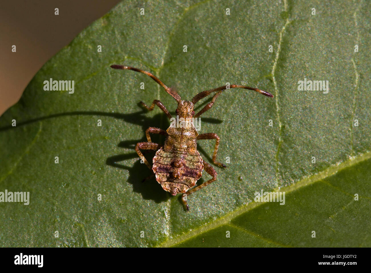 Squash bug, Coreus marginatus, Lederwanze (Coreus marginatus) Stock Photo