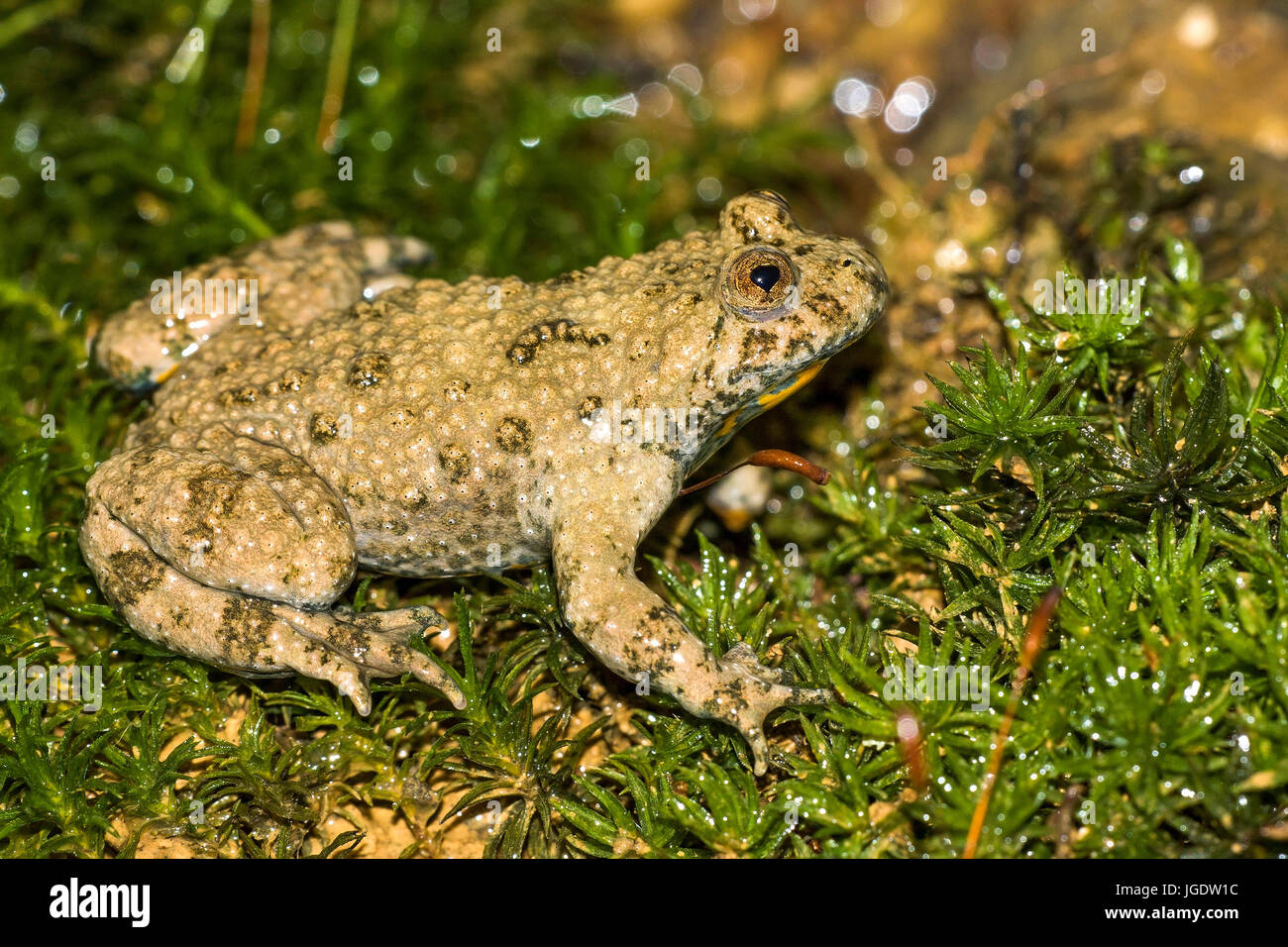 Yellow belly toad, Bombina variegata, Gelbbauchunke (Bombina variegata) Stock Photo