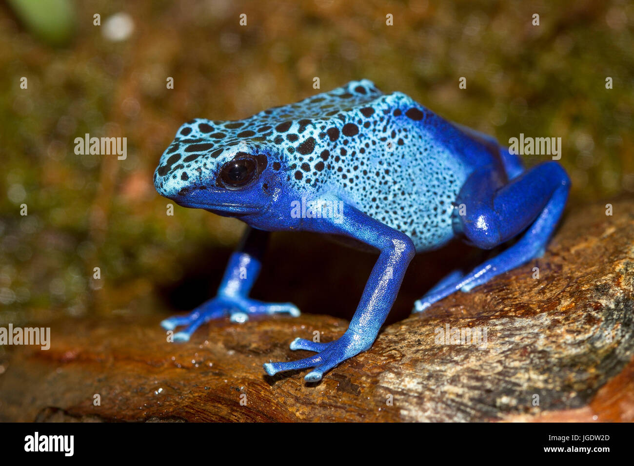 Blue arrow poison frog, Dendrobates azureus, Blauer Pfeilgiftfrosch (Dendrobates azureus) Stock Photo