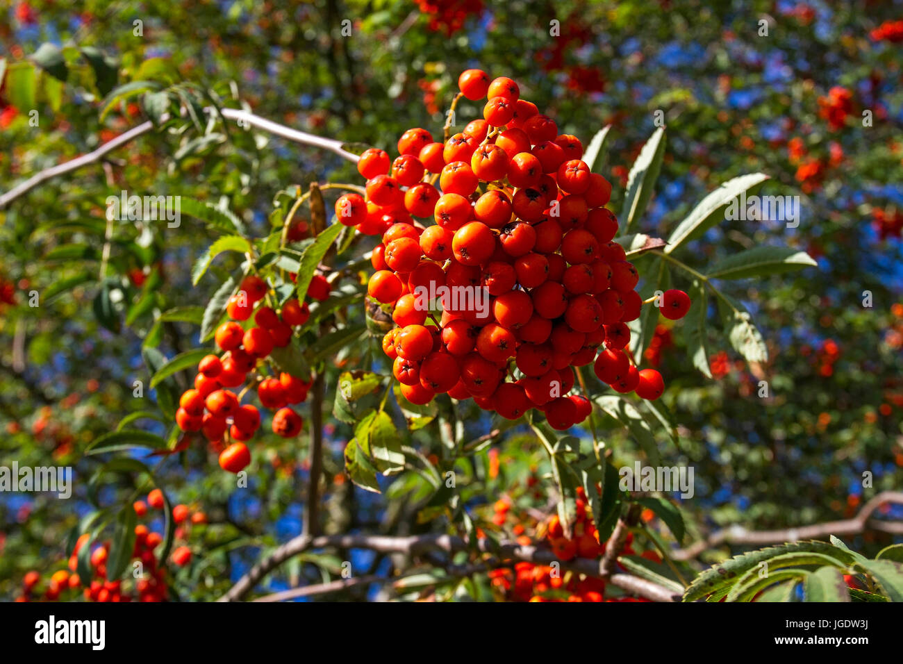 Rowanberry, Sorbus aucuparia, Vogelbeere (Sorbus aucuparia) Stock Photo