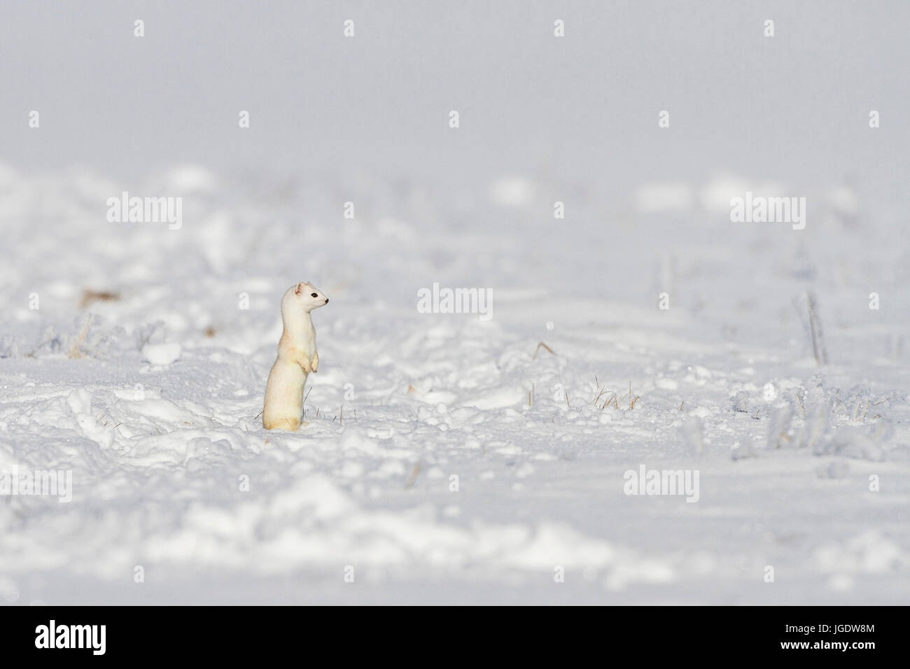 Ermine, Mustela erminea in the winter coat, Hermelin (Mustela erminea) im Winterfell Stock Photo