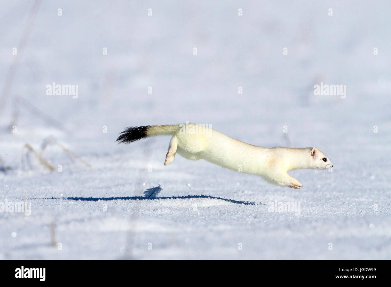 Ermine, Mustela erminea in the winter coat, Hermelin (Mustela erminea