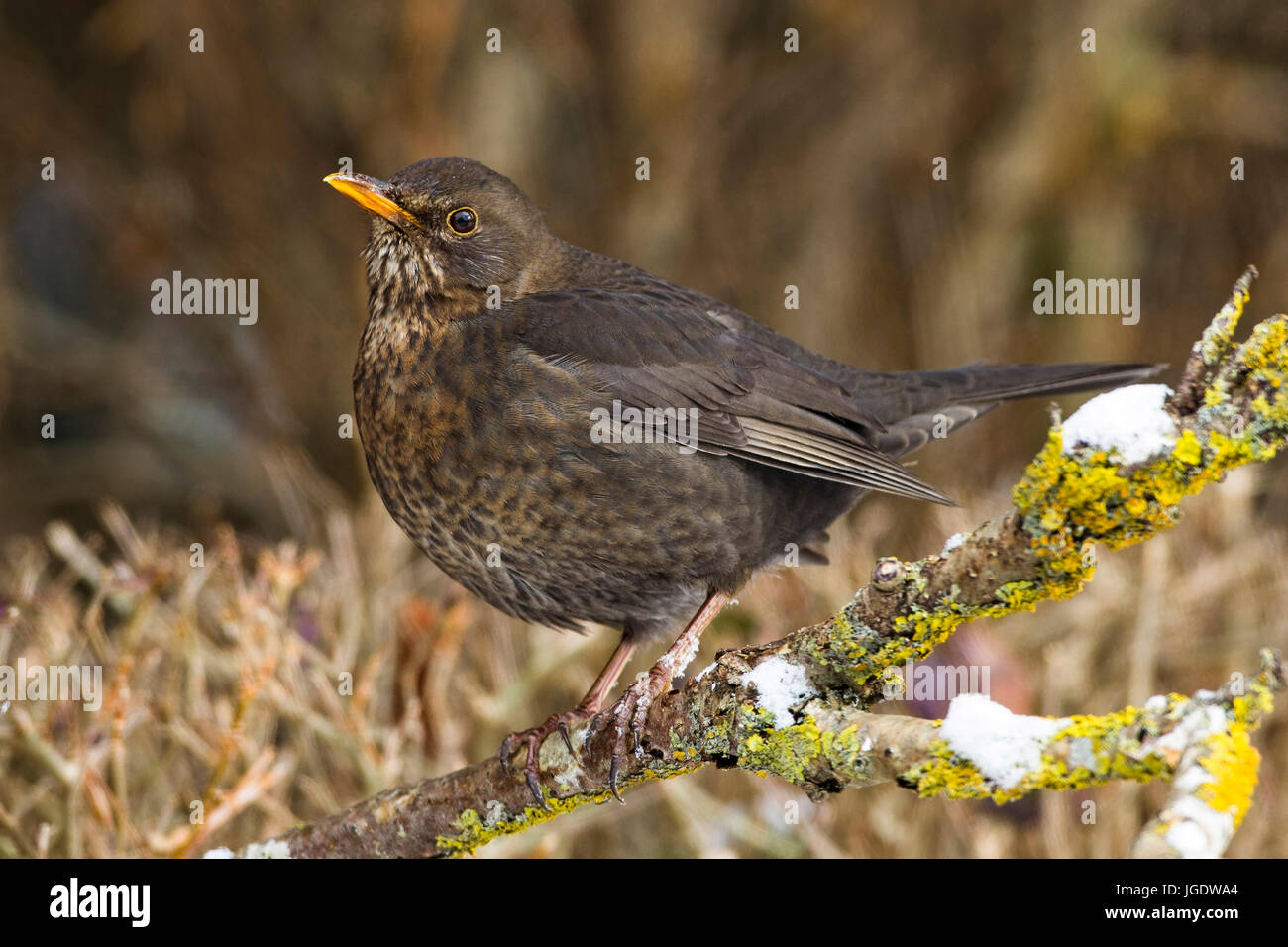 Blackbird Turdus Merula Female Amsel Turdus Merula Weibchen Stock Blackbird Turdus Merula Female Amsel Turdus Merula Weibchen Stock