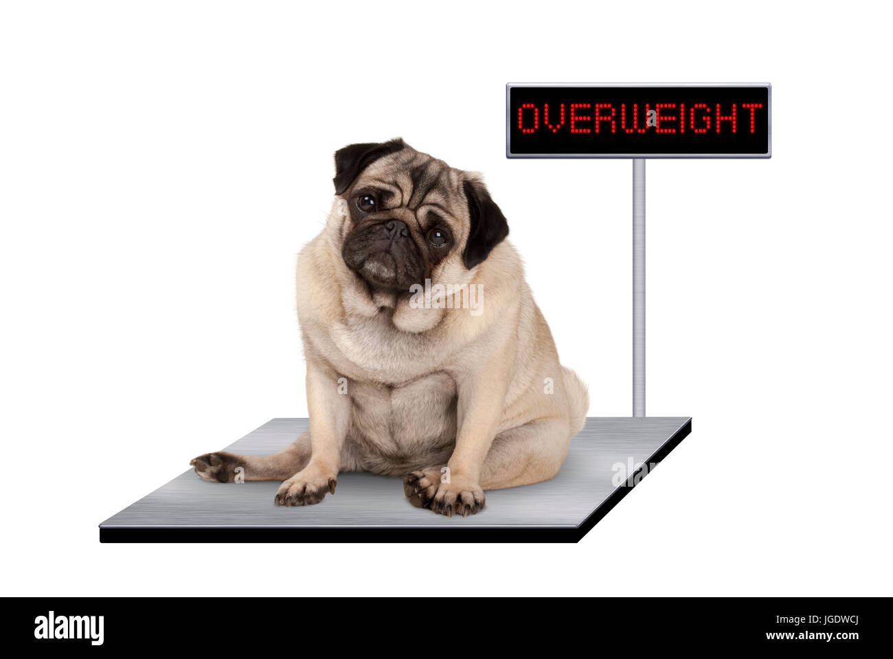 heavy fat pug puppy dog sitting down on vet scale with overweight LED sign, isolated on white background Stock Photo
