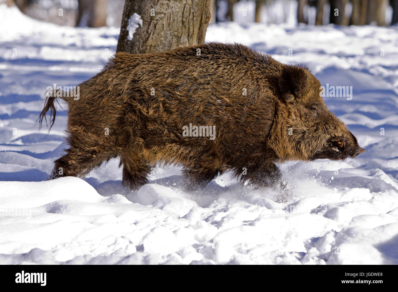 Wild boar, Sus scrofa, Wildschwein (Sus scrofa) Stock Photo