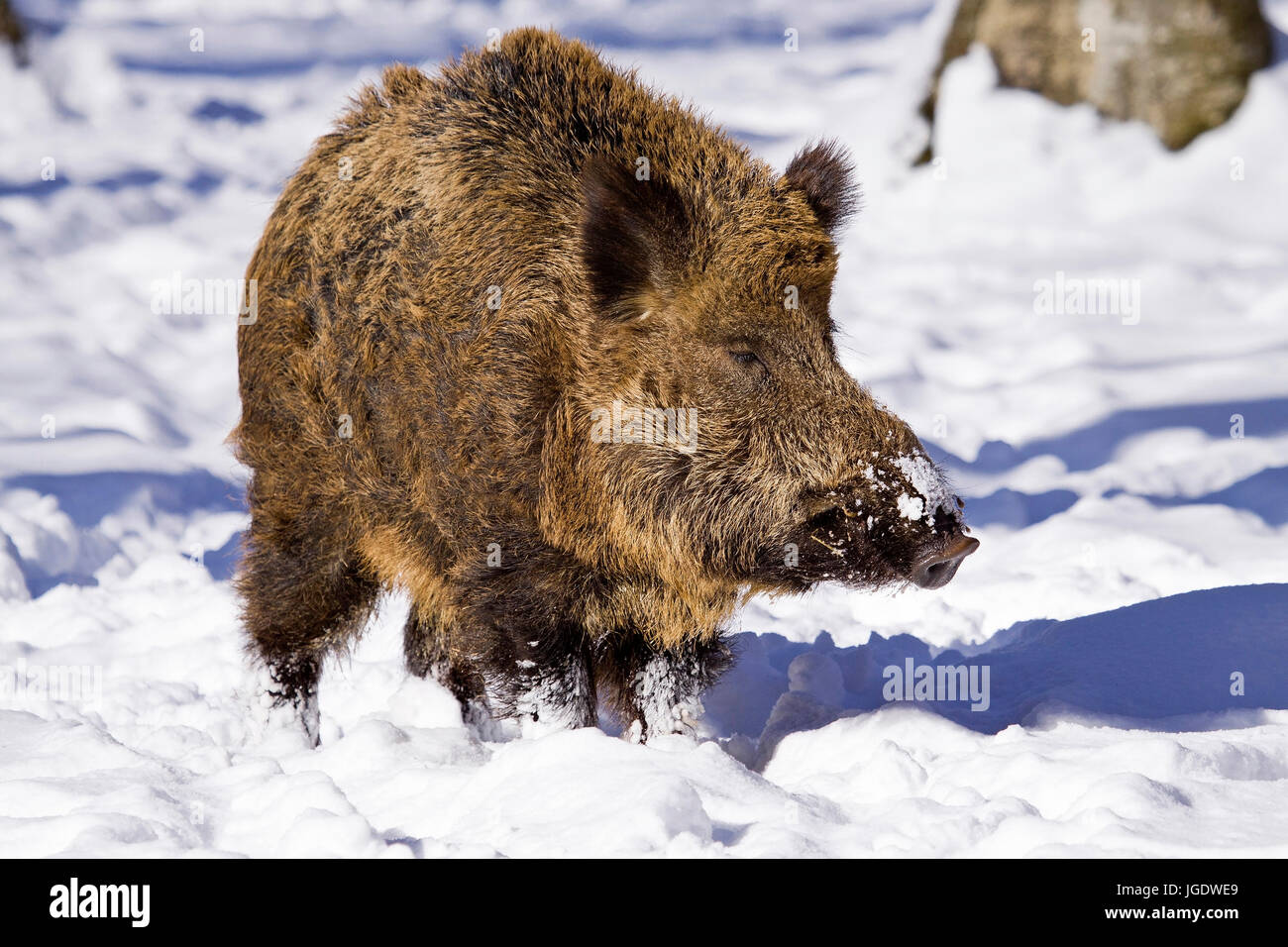 Wild boar, Sus scrofa, Wildschwein (Sus scrofa) Stock Photo