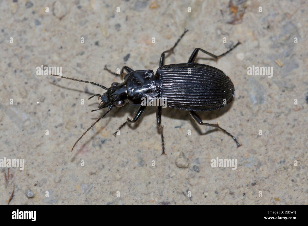 Großer schwarzer käfer hires stock photography and images Alamy