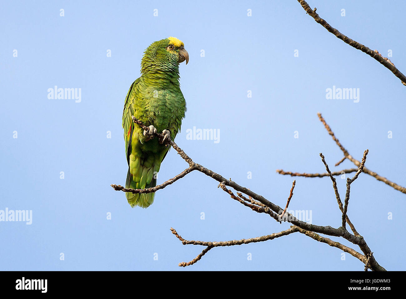 Sittich hi-res stock photography and images - Page 2 - Alamy