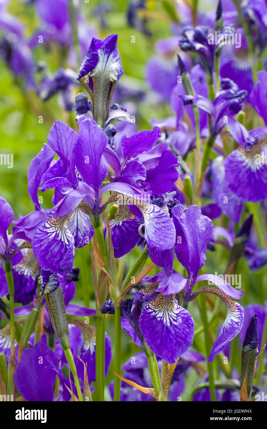 Siberian iris, iris sibirica, Sibirische Schwertlilie (Iris sibirica) Stock Photo