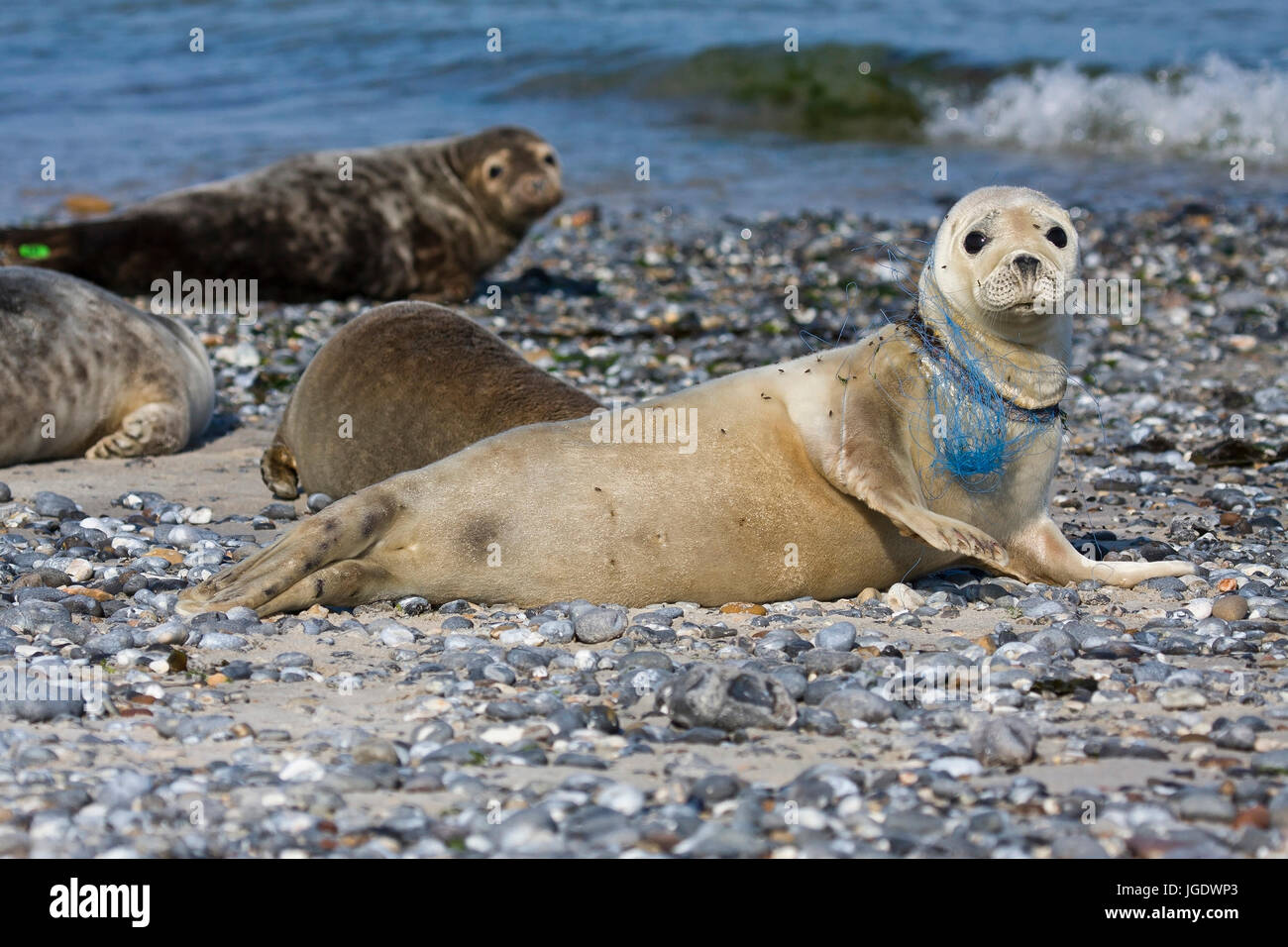 Seal, Phoca vitulina in the neck injures by fishing net, Seehund (Phoca vitulina) am Hals verletzt durch Fischernetz Stock Photo