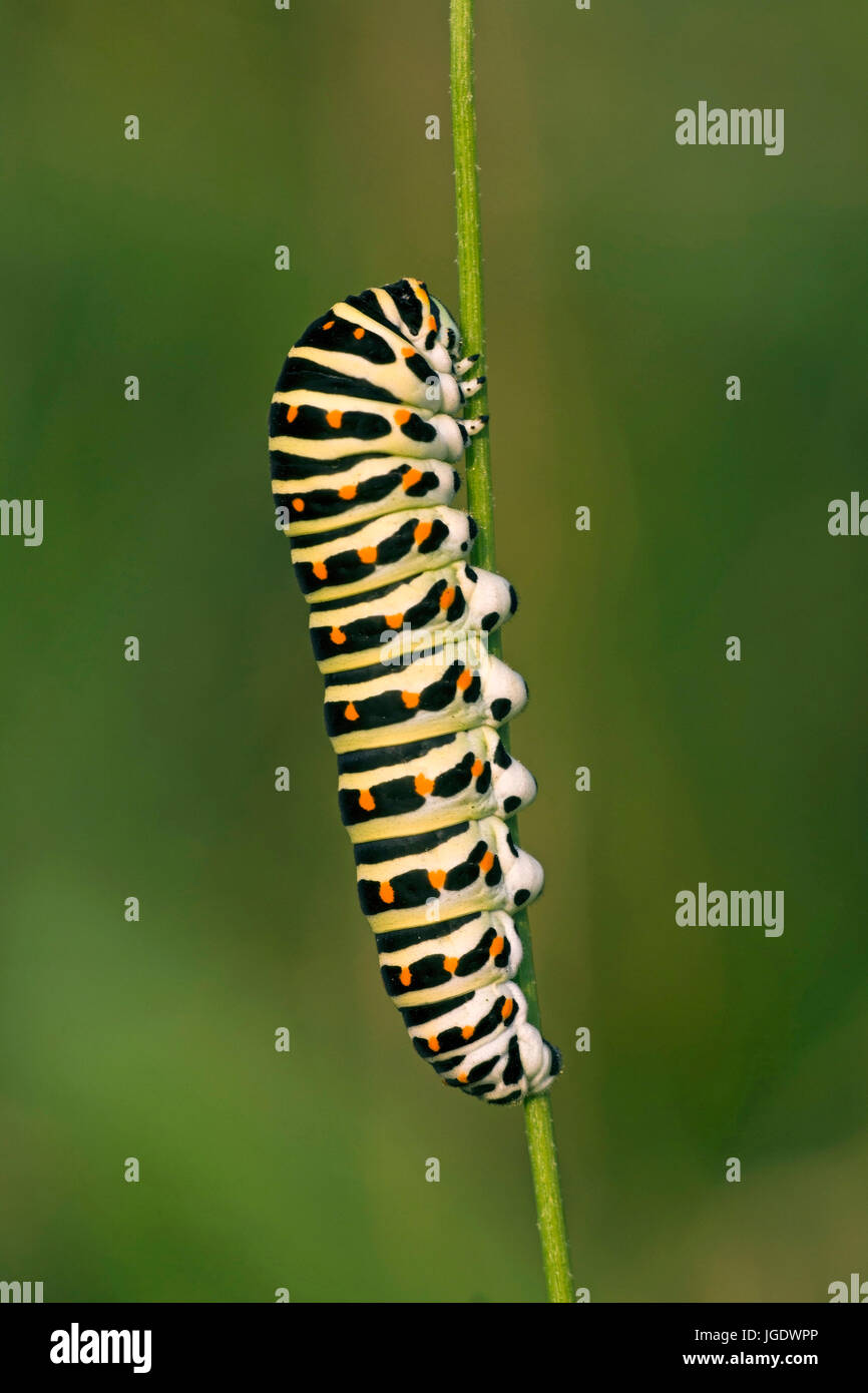Swallow's tail, Papilio machaon caterpillar, Schwalbenschwanz (Papilio machaon) Raupe Stock Photo